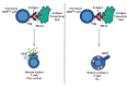 Cytotoxic <b>T</b> cell - Wikipedia, the free encyclopedia