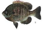 Bluegill Sunfish Lepomis macrochirus