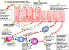 Autoimmunity Pictures, Autoimmunity Image, Medical Photo Gallery