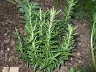 http://www.missfarah.com/wp-content/uploads/2010/08/rosemary-herb.jpg