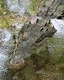 Crocodile - Wikipedia, the free encyclopedia