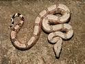 Colombian Boa Constrictor Columbian Red Tail Boa Boa