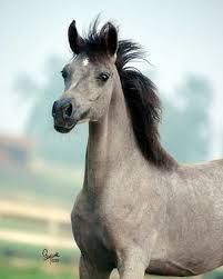Arabian horse Sale at Mountain Ridge Ranch! Images?q=tbn:ANd9GcTuA5KkwXMCffnvnn0GNb1JgiMoq7lM7hFoEdTmqRz1aGnEEekE