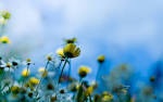 Nature Flowers HD wallpaper | wallnen.