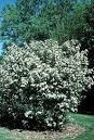 Aronia Plant Description