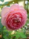 David Austin Ros
e -  Jubilee C ...