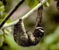 SLOTH