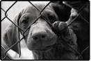 Part III: A discussion with shelter directors- Sonoma Pets
