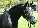 Highlife's Bodyguard | Highlife Farms