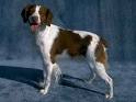 Brittany   Dog Pictures