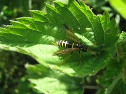 Attēlu rezultāti vaicājumam “Tenthredo scrophulariae”