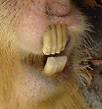 Hydrochoerus hydrochaeris - Wikipedia, la enciclopedia libre