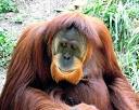 animals becoming extinct