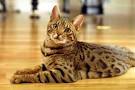 Bengal - Dogs and Cats Wiki
