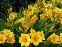 Perennials: Perennial Garden, Flowers