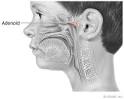 Sinusitis   In Depth Report   NY Times Health