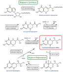 BH4 synthesis figure, Further