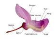 Fabaceae - Wikipedia, the free encyclopedia