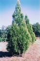 <b>Cryptomeria</b> Yoshinos &