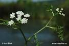 <b>Oenanthe</b> aquatica