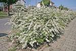 File:<b>Spiraea</b> x cinerea.jpg