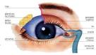 EL <b>OJO</b> ALGUNOS TÉRMINOS