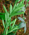 Cyamopsis - Wikipedia, the free encyclopedia