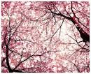 http://3.bp.blogspot.com/-RKba7CDsvyg/T16coeZOIjI/AAAAAAAAChs/-G8-EwGqOjs/s1600/Cherry-Blossom-festival-washington-dc-.jpg