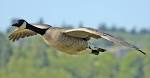 File:Canada goose flight cropped and NR.jpg - Wikipedia, the free ...