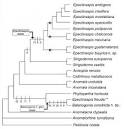 Generic Guide to New World Scarab Beetles-