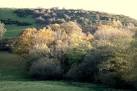 This enclosed but pretty wild and unmanaged patch of deciduous woodland - via Daymix