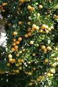 Growing Citrus in North Florida