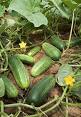 Cucumber - Wikipedia, the free encyclopedia