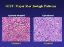 <b>epithelioid cells</b> (which