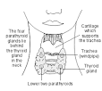 What is <b>hypoparathyroidism</b>?