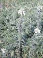 <b>Orobanchaceae</b> - Wikipedia, the free encyclopedia
