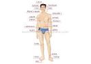HUMAN BEING :: HUMAN BODY :: MAN :: ANTERIOR VIEW image - Visual ...