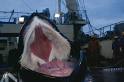 HowStuffWorks "Baleen Whale Predators"