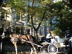 Horse Drawn Carriage Rides in Covington Kentucky - KY(Covington ...