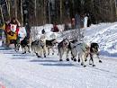 Iditarod ceremonial start in