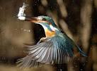 No wonder it's called a kingfisher: Bird catches up to 50 a day