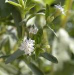 File:<b>Stevia</b> rebaudiana