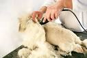 Cat Grooming Tips