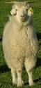 Australain_cashmere_goat.png
