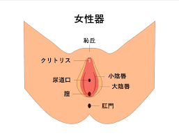 女尿道口|Wikipedia