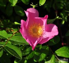 Rosa virginiana -- Virginia Rose | Garten Pflanzen Blumen ... - Rosa%20virginiana.preview