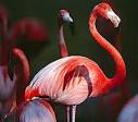Flamingos | Animal Pictures and Facts | FactZoo.