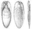 Cuttlebone - Wikipedia, the free encyclopedia