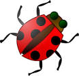 Bug