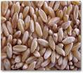 Durum Wheat products, buy Durum Wheat products from alibaba.